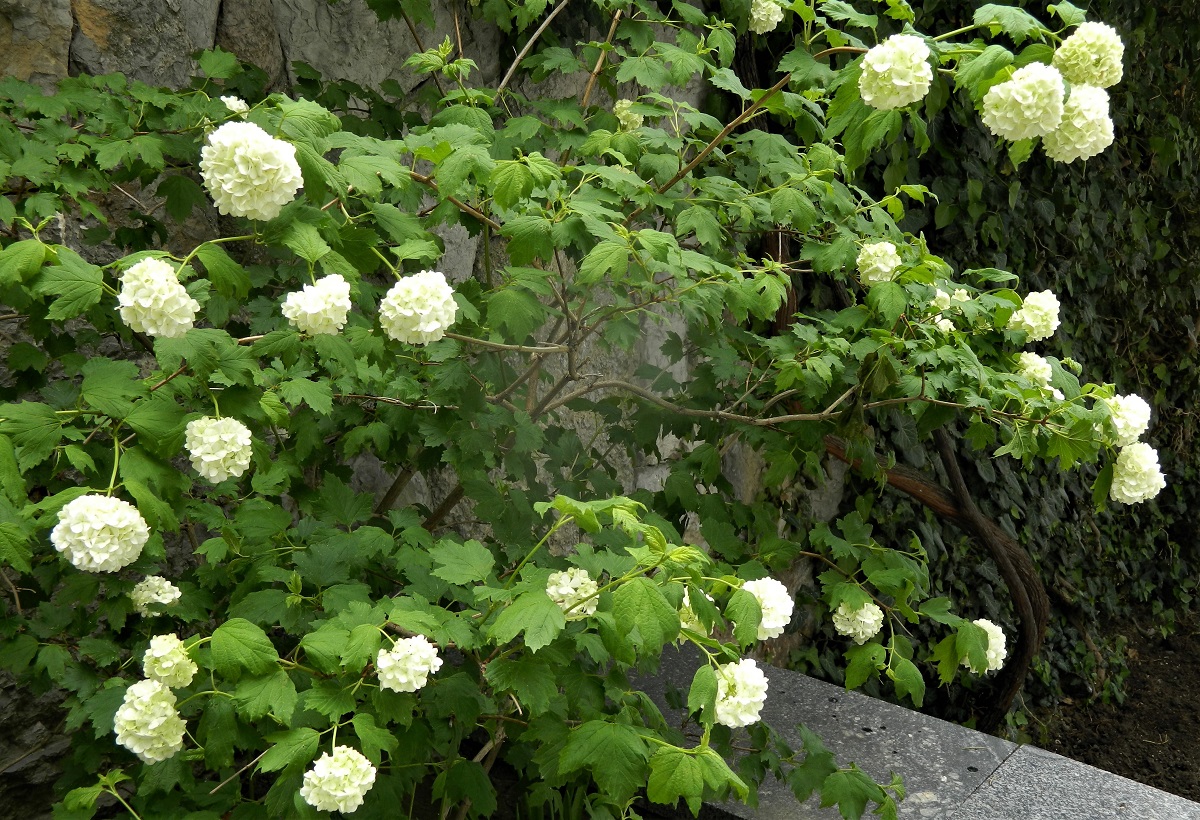 Изображение особи Viburnum opulus f. roseum.