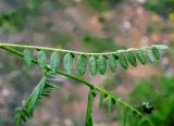 Astragalus agrestis