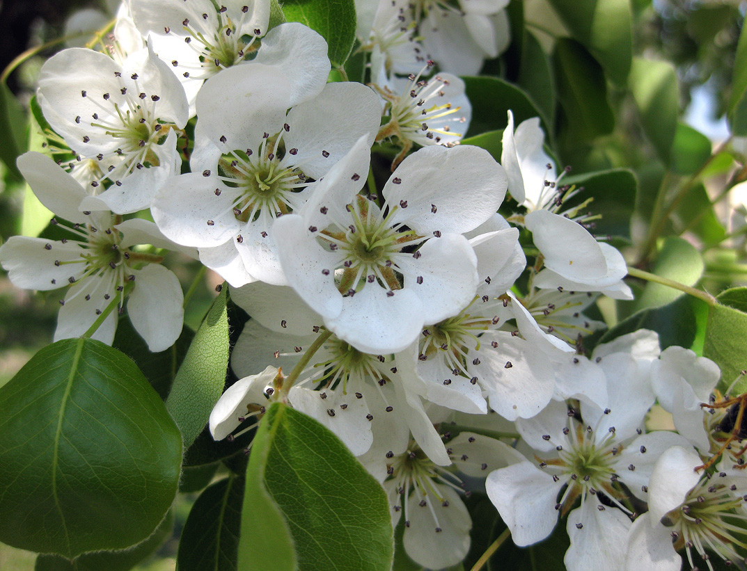 Image of Pyrus communis specimen.