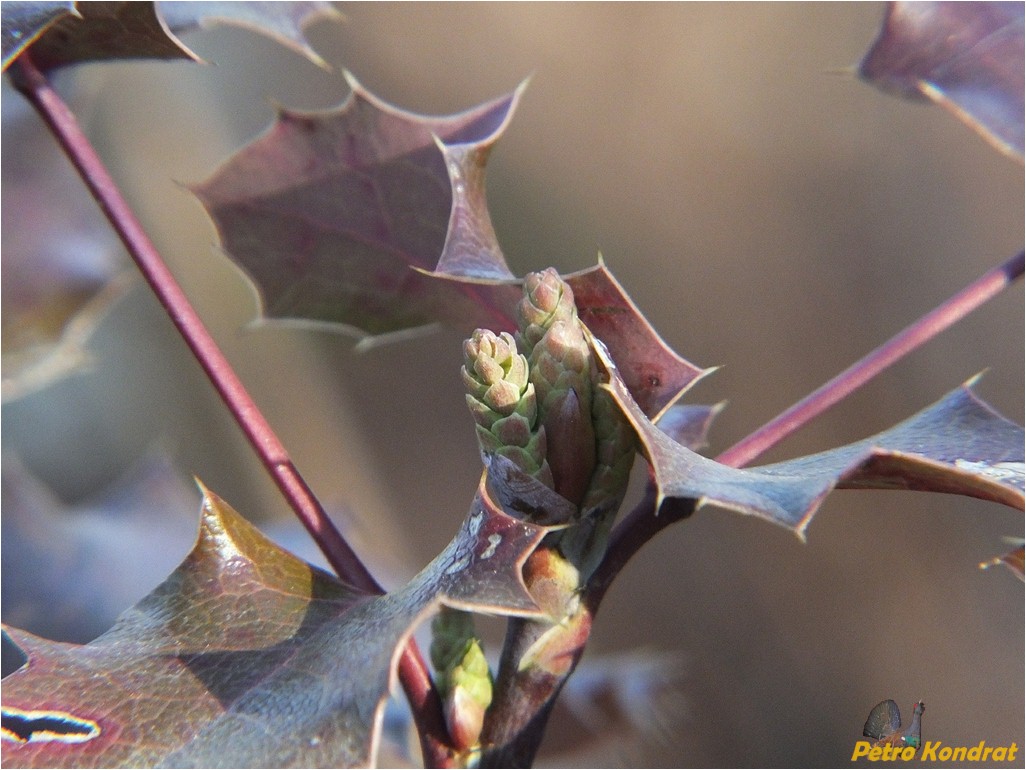 Изображение особи Mahonia aquifolium.