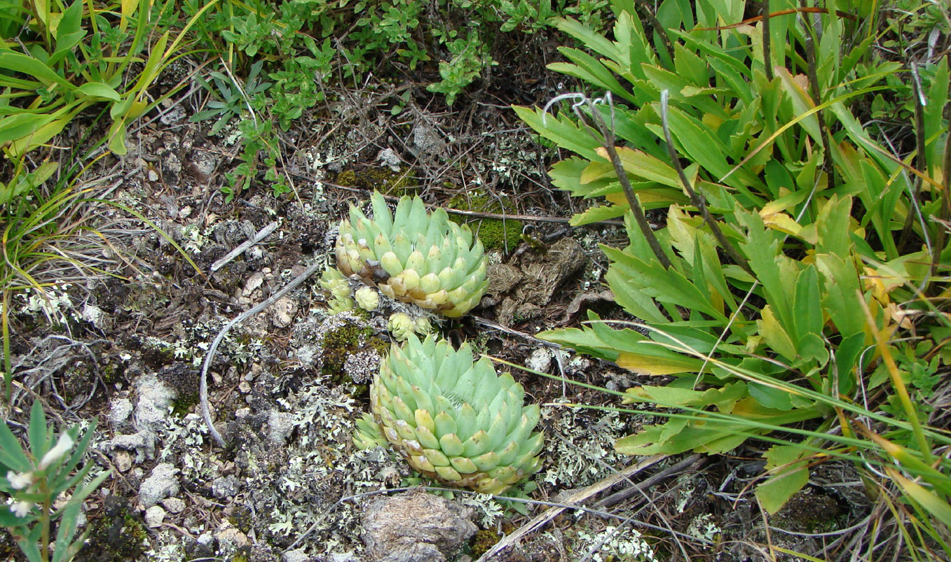 Изображение особи Orostachys spinosa.