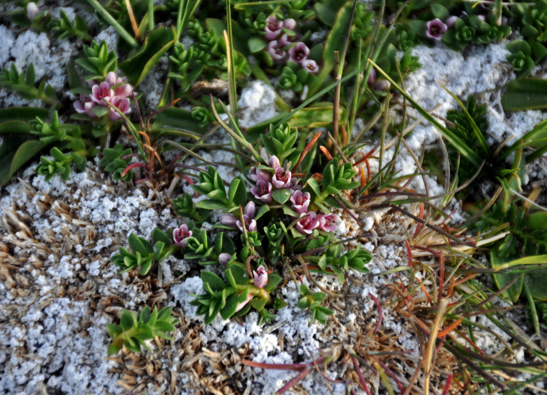 Изображение особи Glaux maritima.