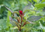 Celosia argentea. Верхушка растения с развивающимся соцветием. Пермский край, г. Пермь, Кировский р-н, палисадник у жилого дома, в культуре. 29.07.2017.