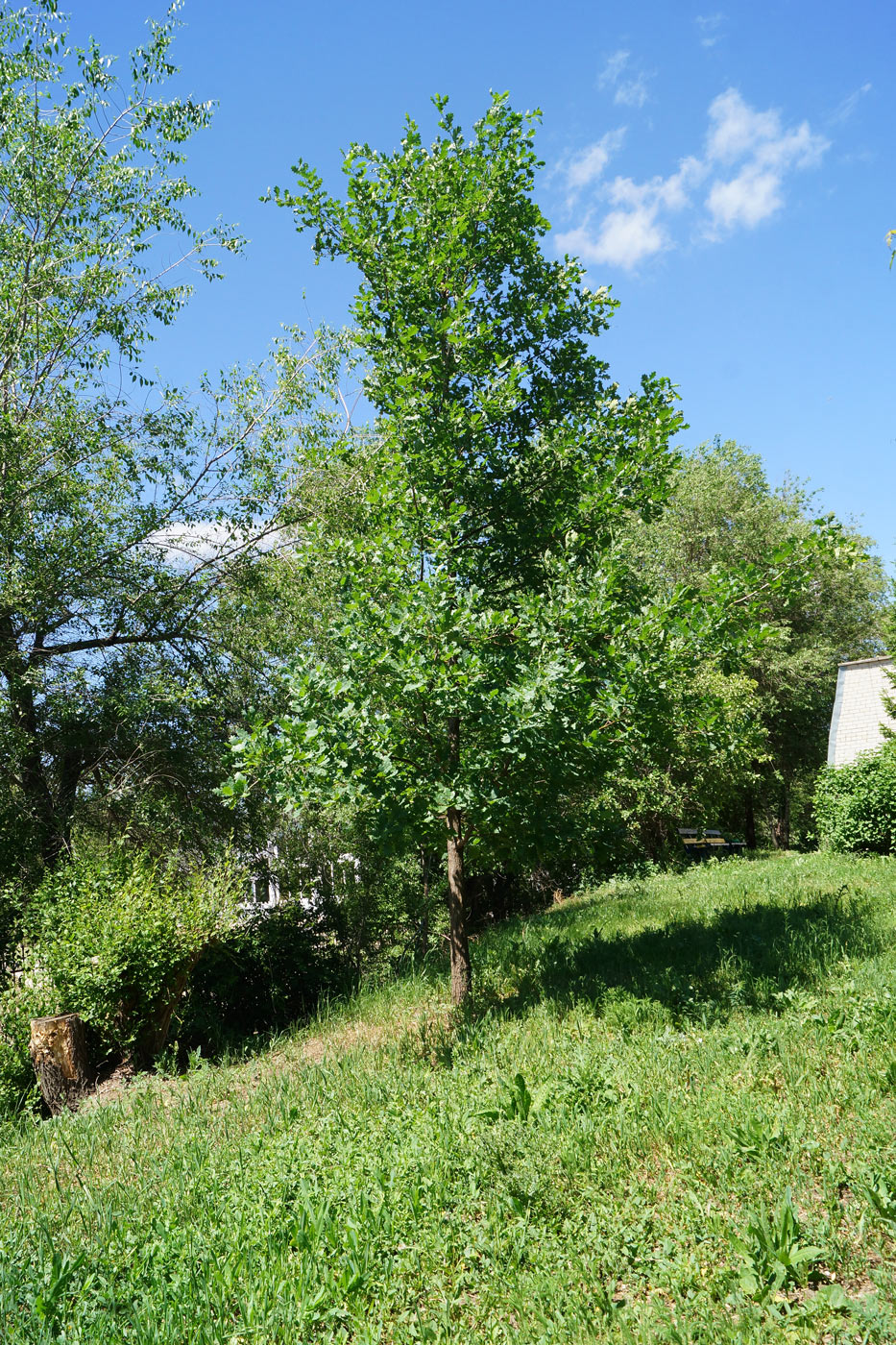 Изображение особи Quercus robur.