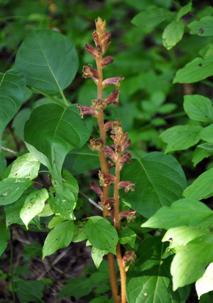 Изображение особи Orobanche laxissima.