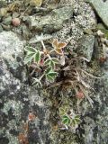 Potentilla nivea