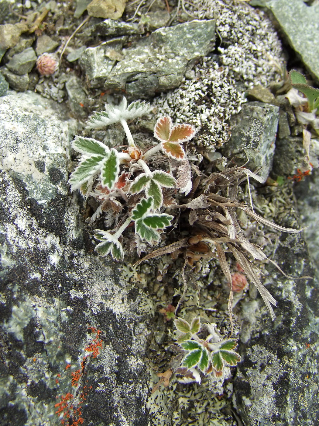 Изображение особи Potentilla nivea.