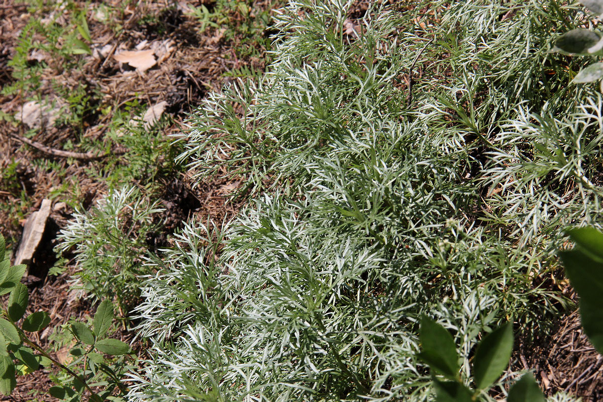 Изображение особи Artemisia sericea.