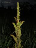 Rumex pseudonatronatus