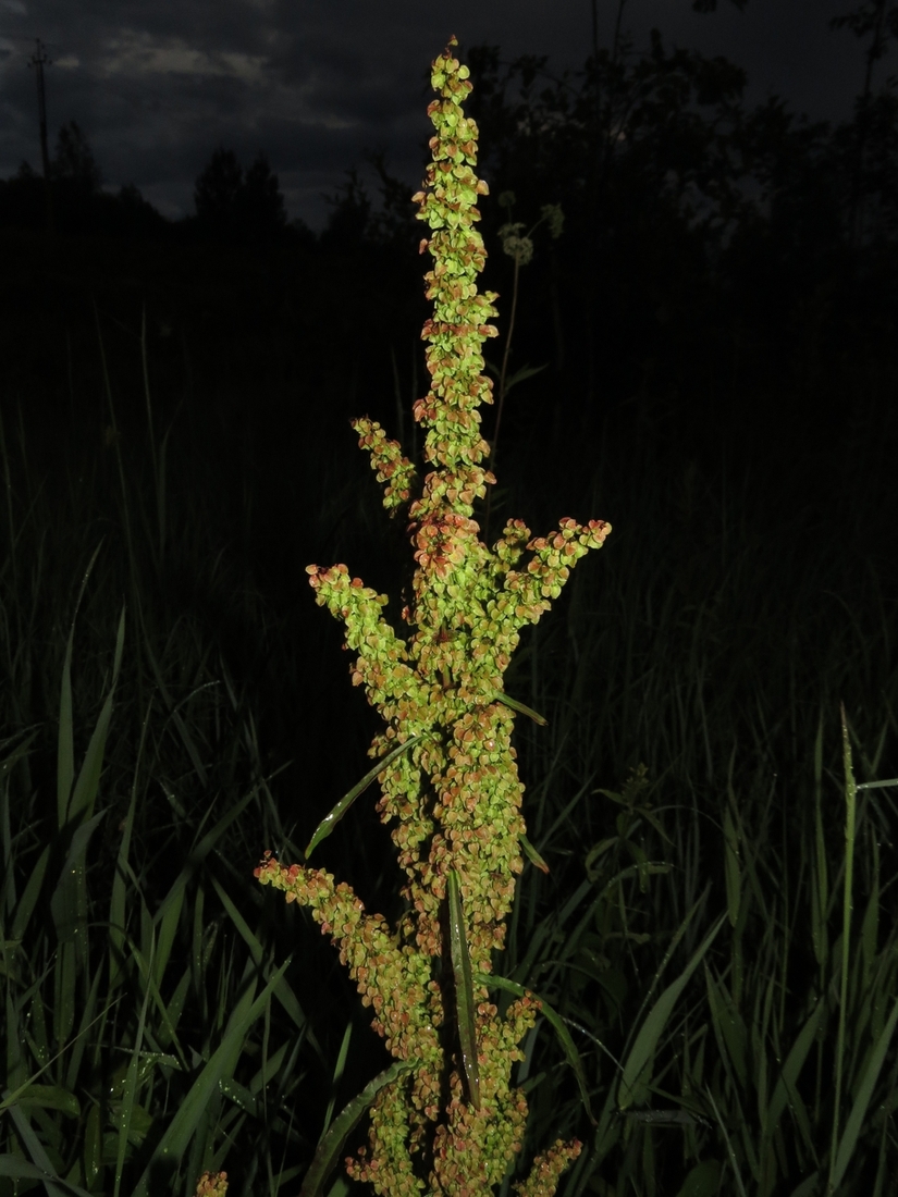 Image of Rumex pseudonatronatus specimen.