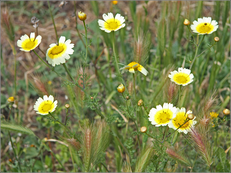 Изображение особи Glebionis coronaria.