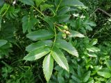 Sorbus sambucifolia
