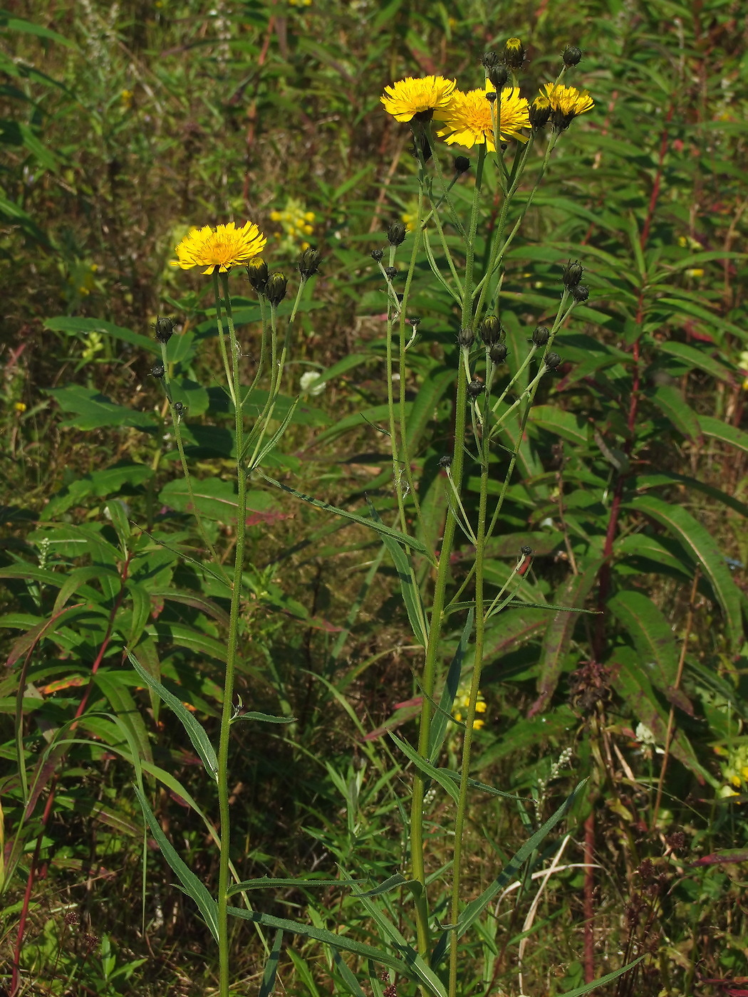 Изображение особи Hieracium umbellatum.