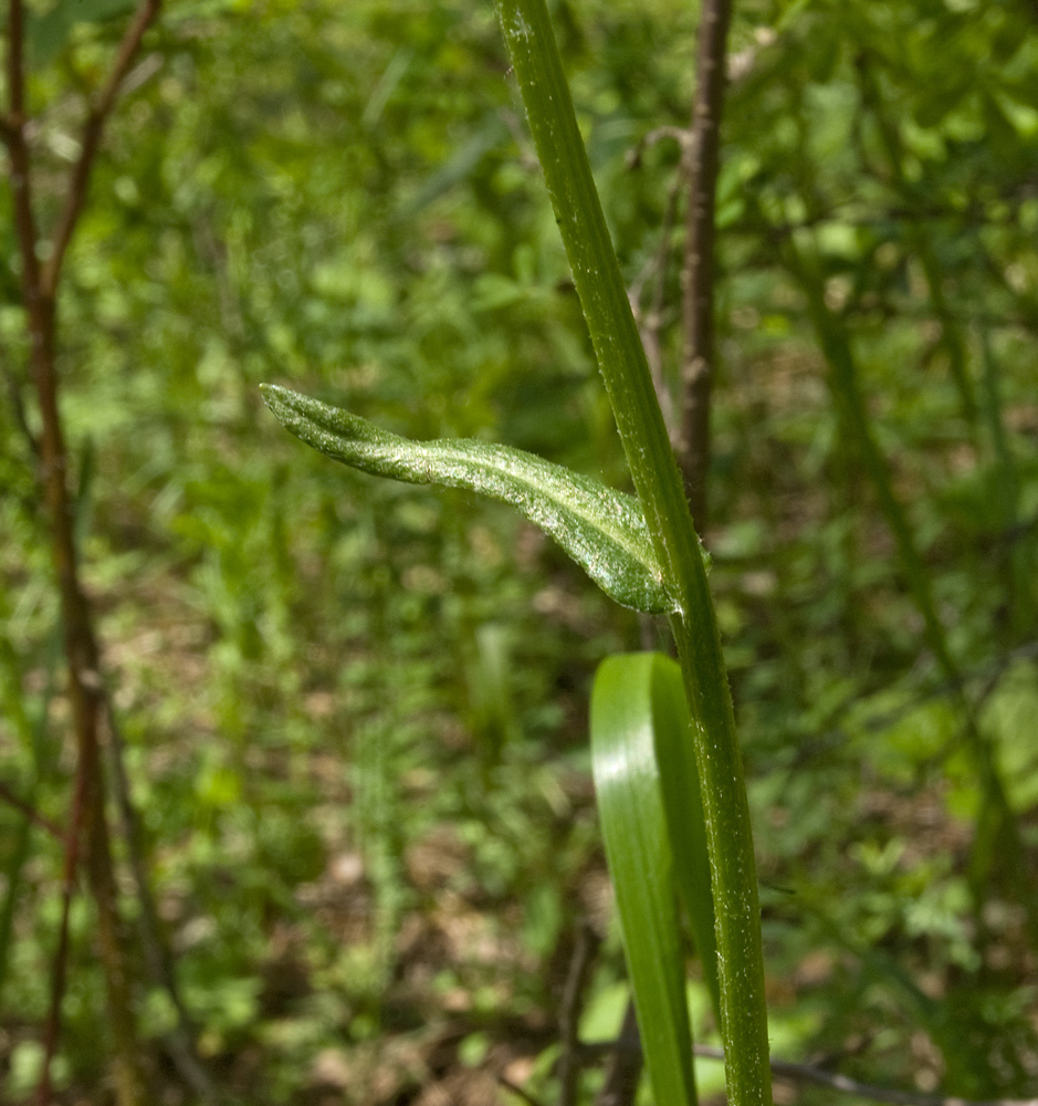 Изображение особи Tephroseris integrifolia.