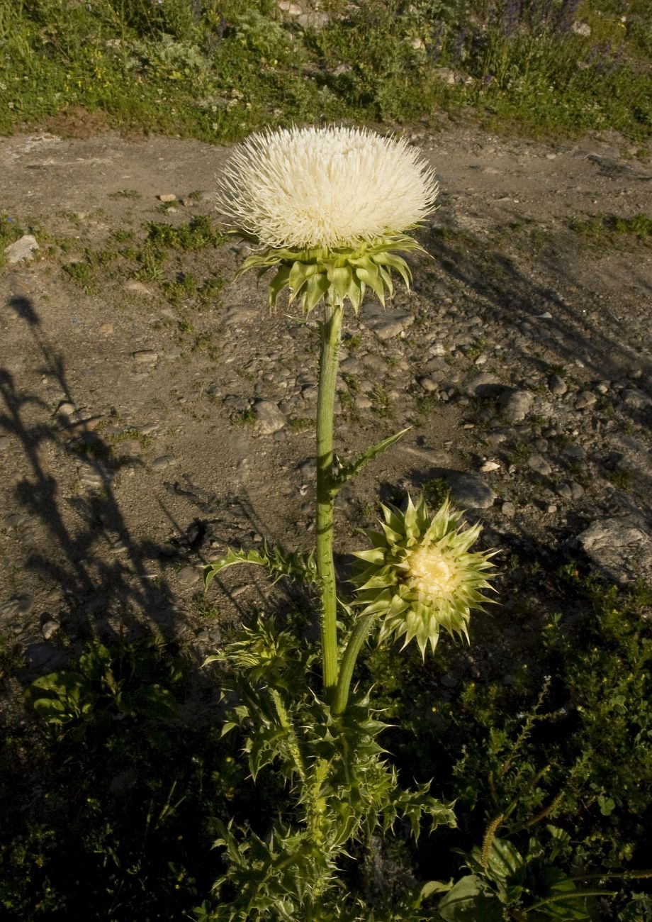 Image of Carduus thoermeri specimen.