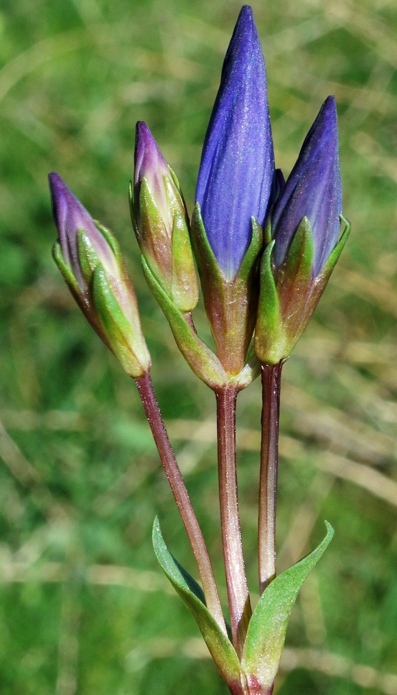 Image of Gentiana olivieri specimen.