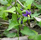 Solanum dulcamara