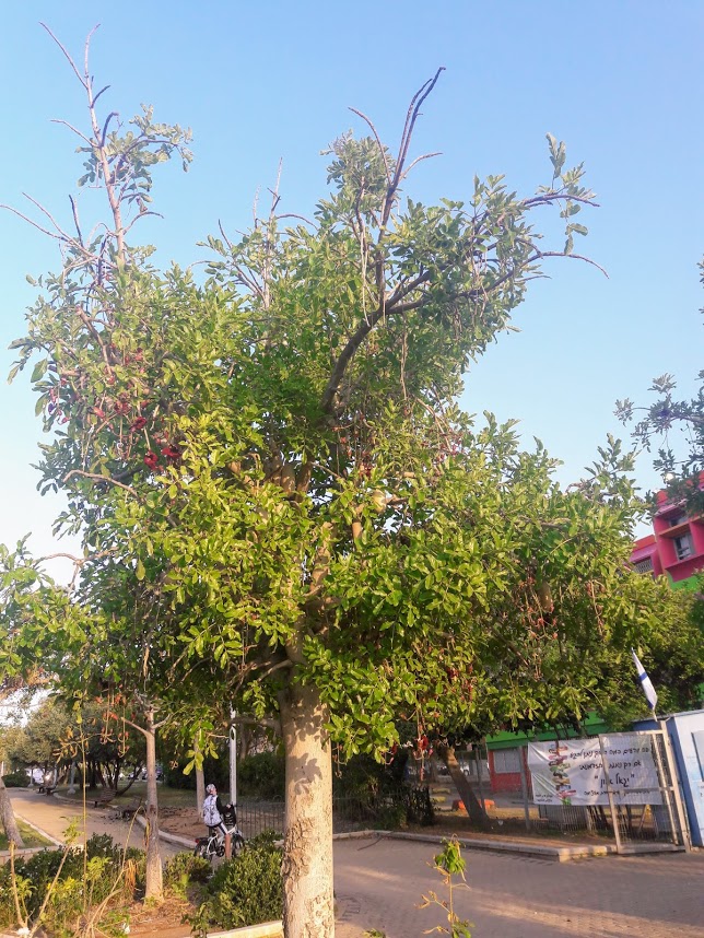Image of Kigelia pinnata specimen.