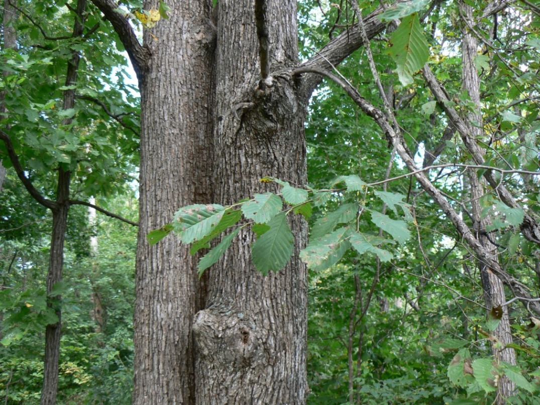 Image of Ulmus japonica specimen.