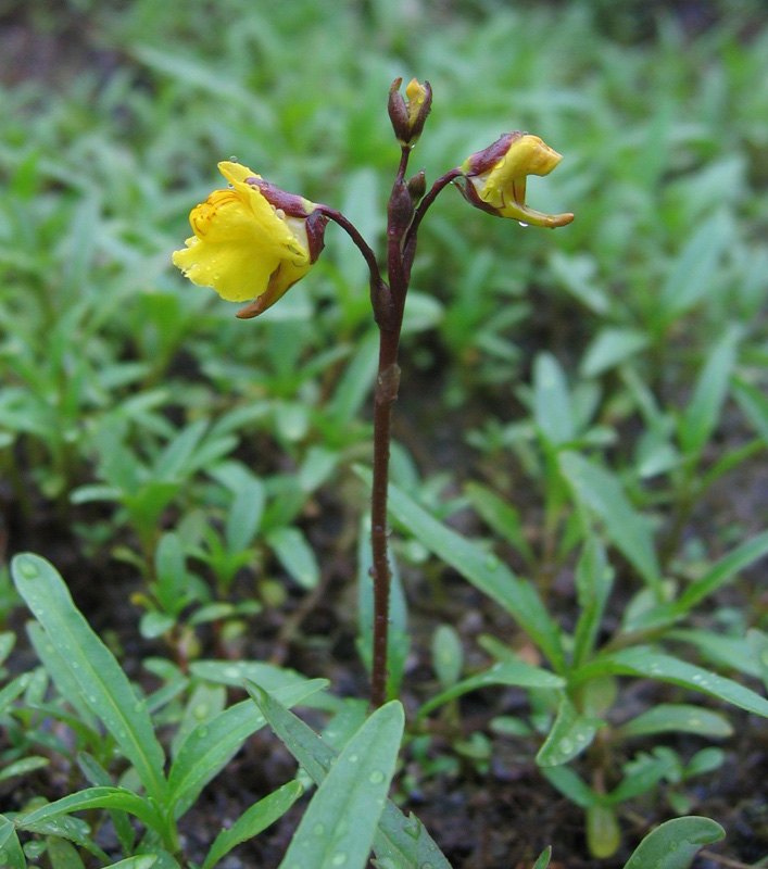 Image of Utricularia vulgaris specimen.
