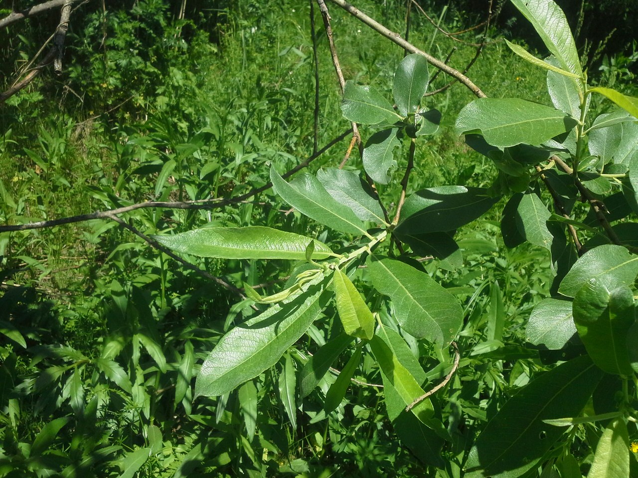 Image of Salix cinerea specimen.