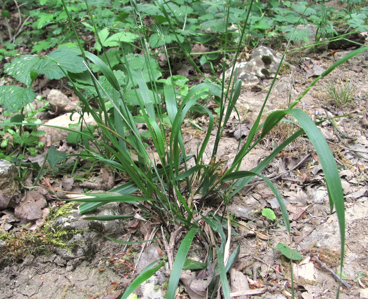 Изображение особи Achnatherum virescens.