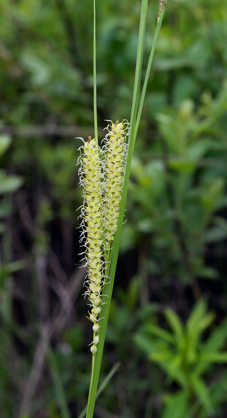 Изображение особи Carex rostrata.