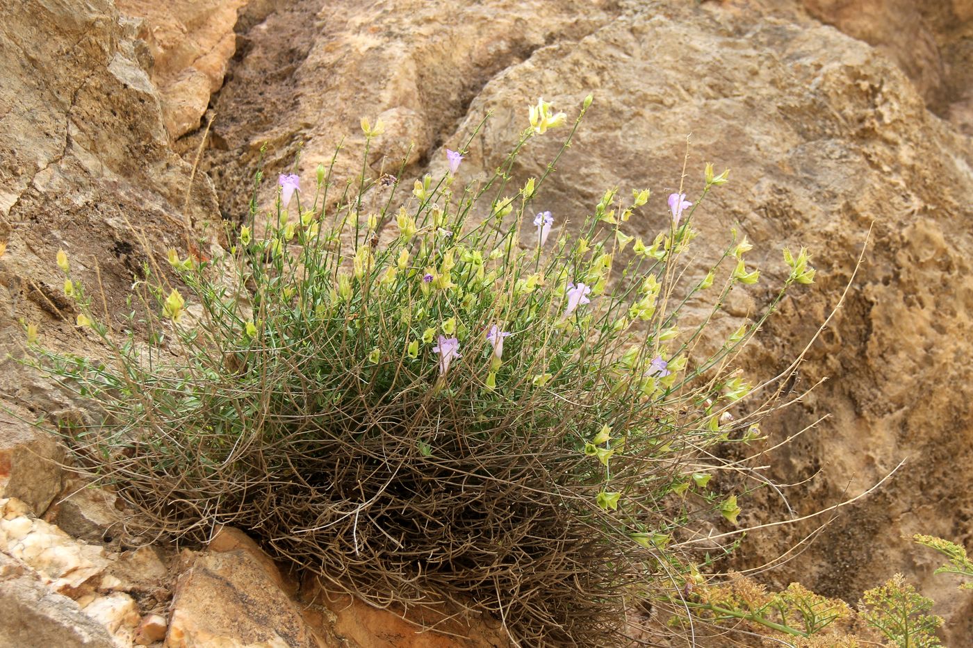 Изображение особи Salvia drobovii.