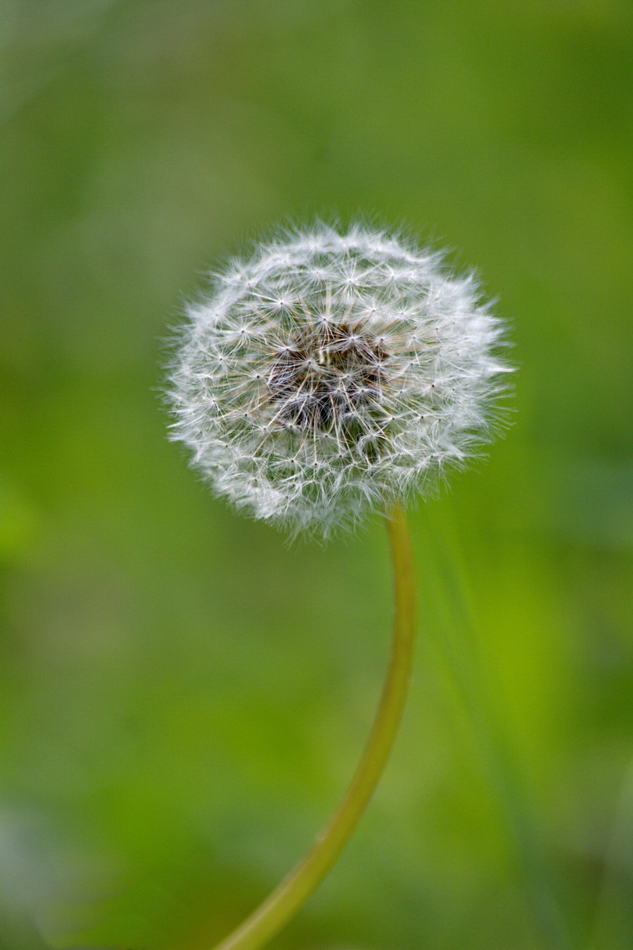 Изображение особи род Taraxacum.