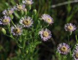 Erigeron podolicus