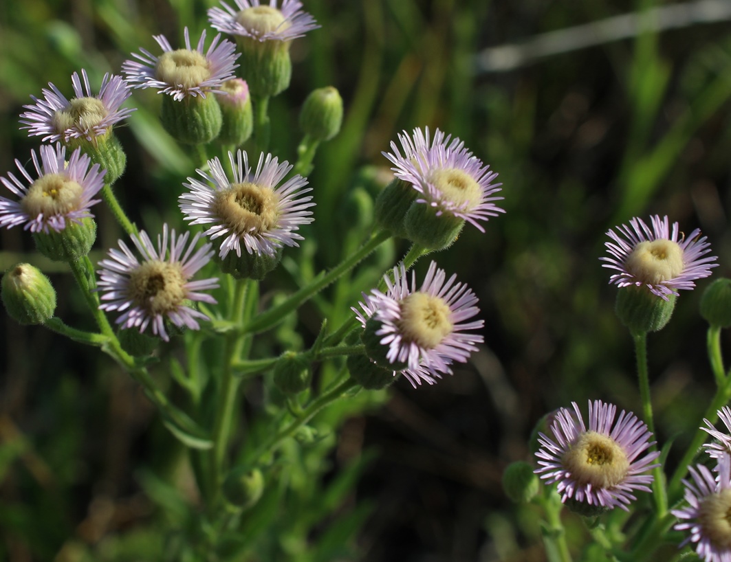 Изображение особи Erigeron podolicus.