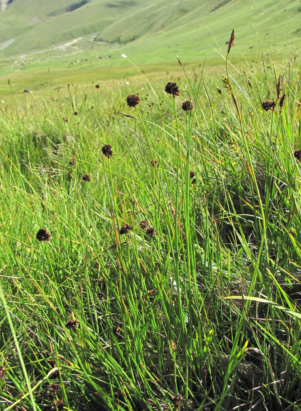 Изображение особи Juncus alpigenus.