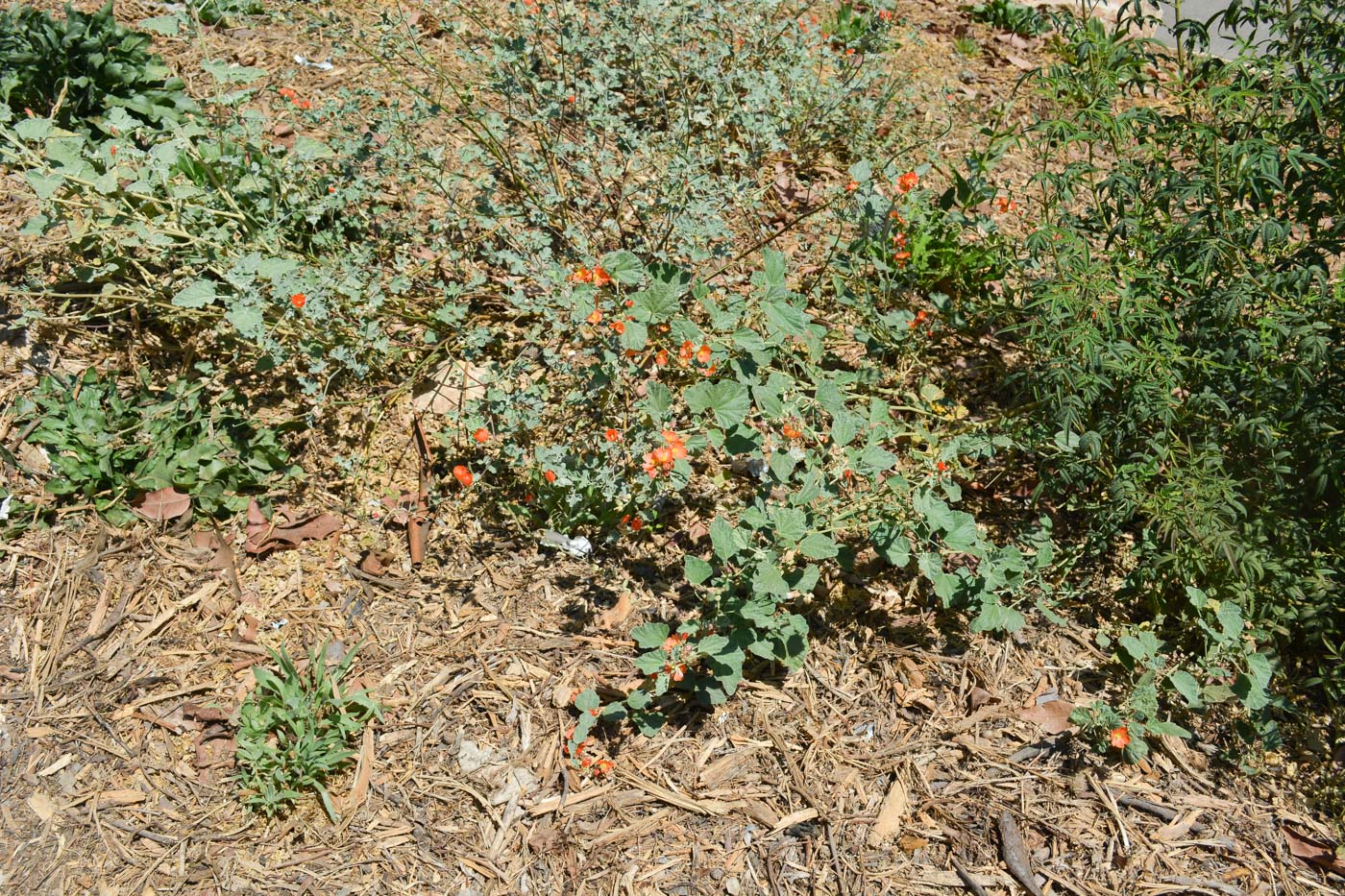 Изображение особи Sphaeralcea grossulariifolia.