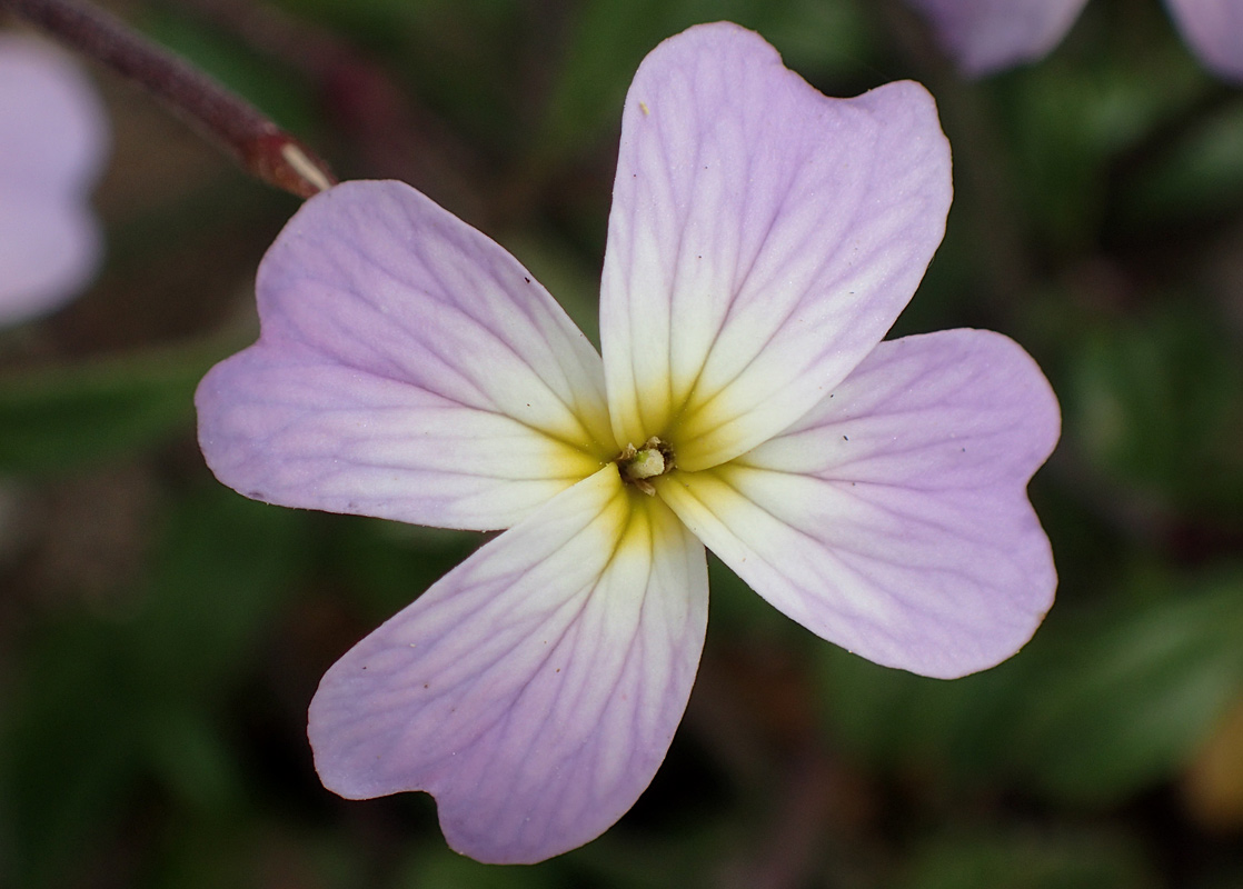 Image of Malcolmia flexuosa specimen.