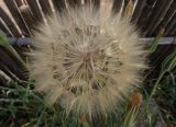 Tragopogon australis