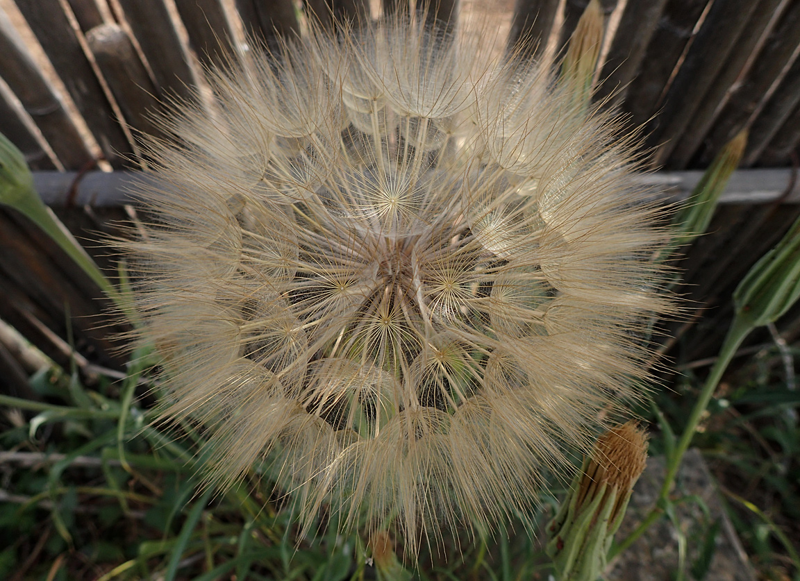 Image of Tragopogon australis specimen.