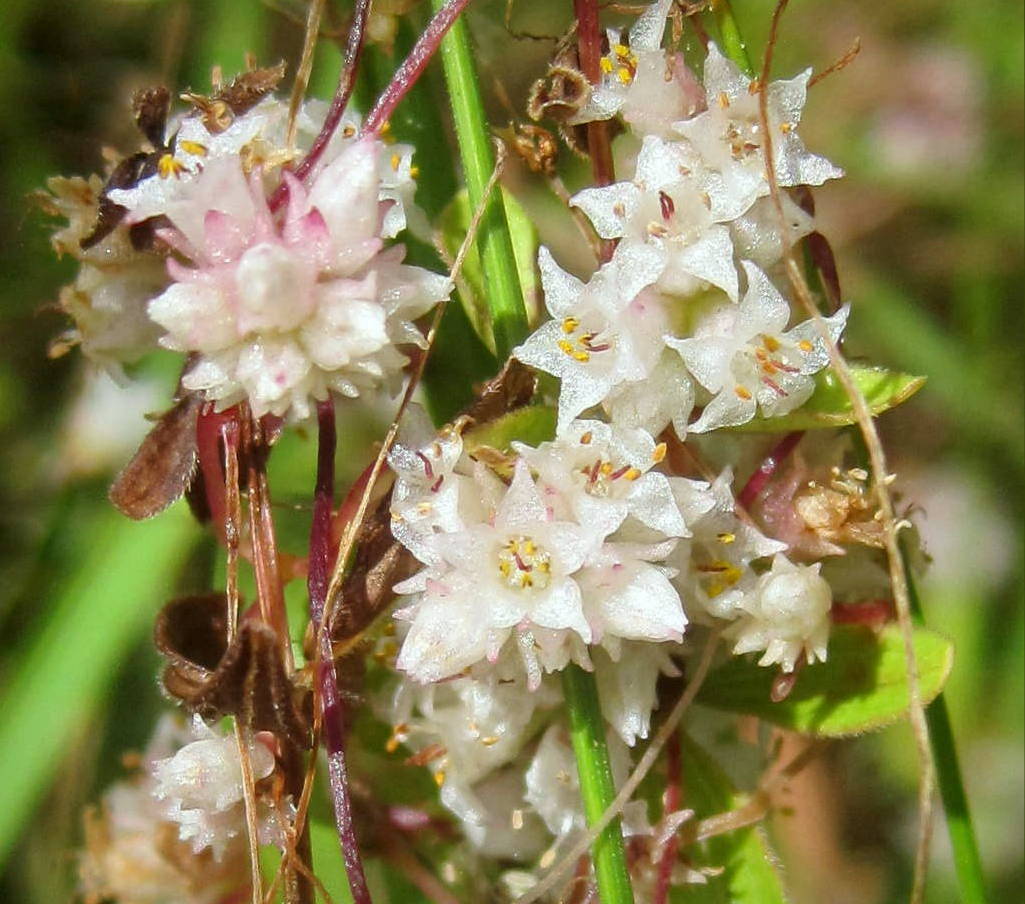 Image of genus Cuscuta specimen.