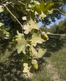 Quercus robur. Ветвь с листьями и плодами. Краснодарский край, Крымский р-н, долина р. Шибик, отдельно стоящее дерево на опушке леса. 22.09.2018.