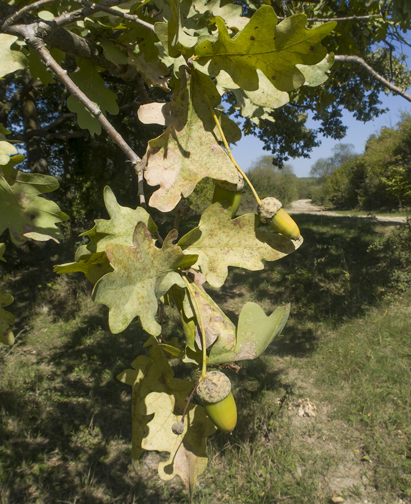 Image of Quercus robur specimen.