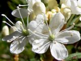 Ledum palustre