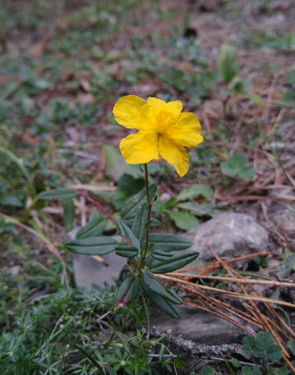 Image of Helianthemum ovatum specimen.