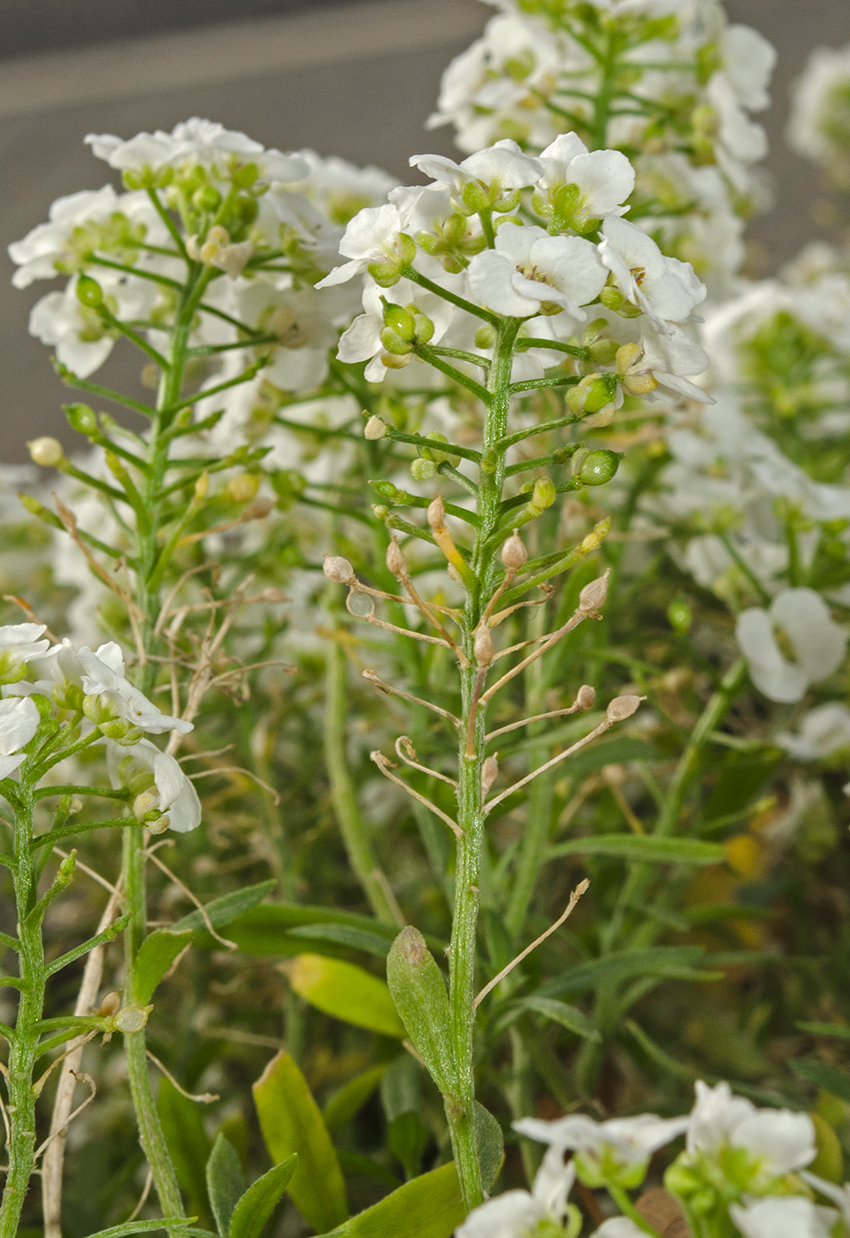 Image of Lobularia maritima specimen.