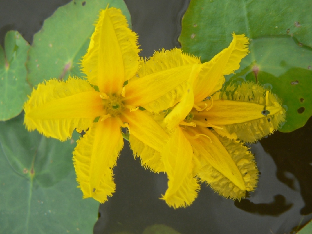 Image of Nymphoides peltata specimen.