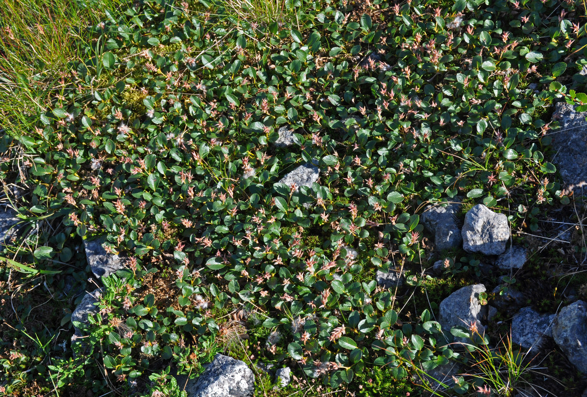 Image of Salix polaris specimen.