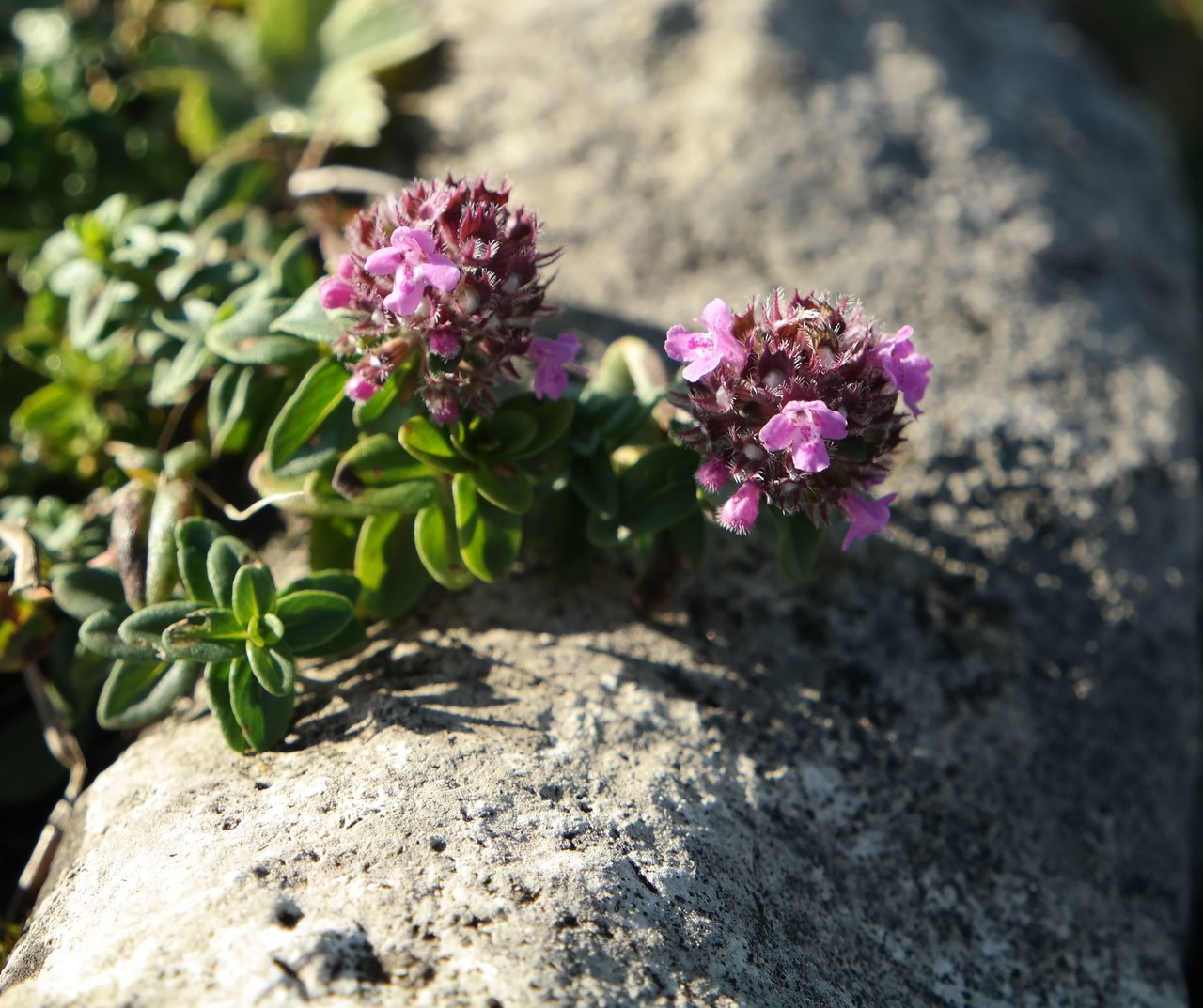 Image of genus Thymus specimen.