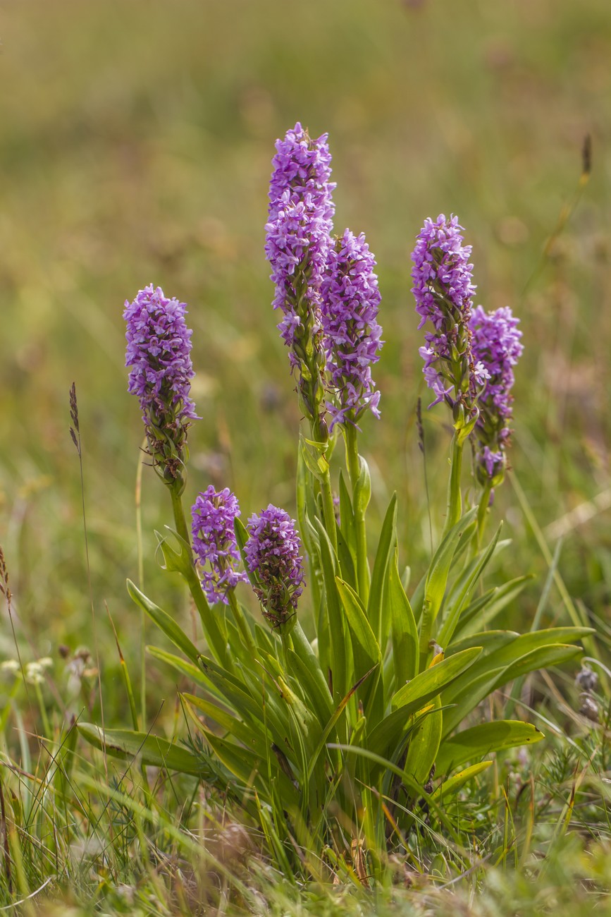 Изображение особи Gymnadenia conopsea.