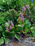 Bergenia crassifolia. Цветущие растения. Алтай, Катунский хребет, берег оз. Поперечное, ≈ 1800 м н.у.м., каменистый склон на опушке хвойного леса. 02.07.2018.