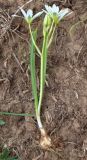 Ornithogalum balansae