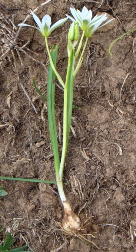 Image of Ornithogalum balansae specimen.