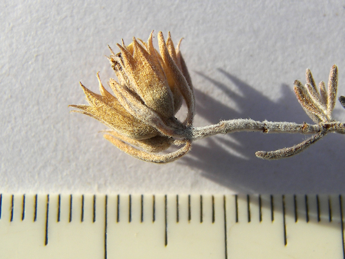 Image of Teucrium jailae specimen.